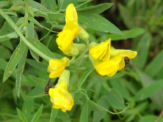 Lathyrus pratensisVeldlathyrus bestellen